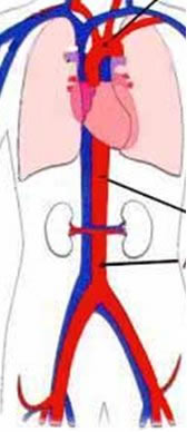 A aorta(em vermelho) A aorta(em vermelho)